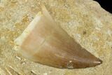 Mosasaur (Prognathodon) Tooth In Rock - Morocco #127668-1